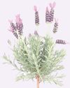 Kick-start spring with lavender The Citizen