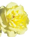 The scent of a rose32