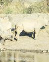Poaching down by 16% in 20252