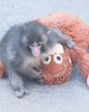 Abandoned baby monkey Punch becomes instant hit4