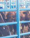 Foot-and-mouth disease hits home23