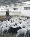 Farmers cheesed off25
