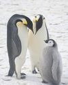 Antarctic symbol faces extinction threat9