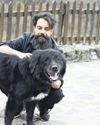 Canine shepherd guards highland flock for cleric24