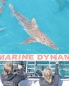 Where have the great white sharks gone?5