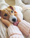 Why your pet's joints get sore Why your pet's joints get sore26