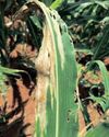 FAO food price index rises slightly amid mixed commodity outlook32