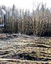 Tongaat Hulett's business rescue: Vision Consortium secures funding for lenders34