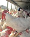 SA faces poultry supply concerns amid Brazilian import ban27