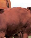 KZN livestock farmers urge disaster declaration amid Foot and Mouth Disease outbreak49