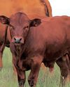 Red Meat Industry activates Operational Centre to counter Foot and Mouth Disease outbreak36
