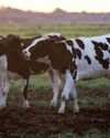 Government ramps up vaccine efforts to combat foot-and-mouth disease outbreak31