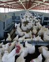 Call for new trade agreement with Brazil on chicken imports12
