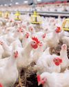 Poultry industry takes a proactive step with avian flu vaccination permit30