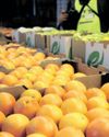 SA citrus industry urge swift negotiations to exempt seasonal produce from US tariffs SA citrus industry urge swift negotiations to exempt seasonal produce from US tariffs33