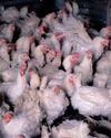Merlog warns SA poultry supply crisis could worsen despite lifted import ban Merlog warns SA poultry supply crisis could worsen despite lifted import ban36