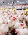 SA lifts restrictions on Brazilian poultry imports amid avian flu concerns32