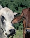 KwaZulu-Natal agricultural union urges disaster declaration as foot and mouth disease spreads35