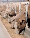 Surge in meat prices raises concerns as foot and mouth disease strikes South Africa31