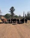 Government ramps up cattle vaccination campaign25
