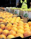 SA sees a 26% surge in agricultural exports to the US amidst tariff concerns28