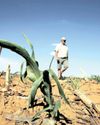 SA's maize crop forecast lifted as 2025 harvest shows strong recovery30