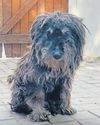 Lost for over a decade: How a microchip reunited a dog with his family11