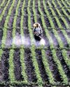 Department of Agriculture to fully digitise pesticide registration by 202637