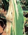 Agri industry urge land reform, biosecurity and crime crackdown to secure growth in 2026 Agri industry urge land reform, biosecurity and crime crackdown to secure growth in 202631