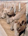Government presses ahead with plan to vaccinate national herd22
