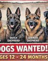How your dog can aid the Eastern Cape K9 Units How your dog can aid the Eastern Cape K9 Units5