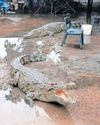 Seven crocodiles captured after escaping from a farm near Barberton12