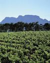 South African wine producers optimistic about 2026 harvest37