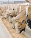Gauteng's Foot-and-Mouth Disease: Calls for improved government coordination18