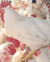 Avian influenza: Calls for poultry vaccination against bird flu grow in South Africa42