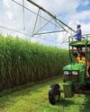 Tongaat Hulett liquidation case poses critical test for SA's sugar industry: SA Canegrowers39