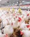 SA poultry industry roars back to growth as investment tops R2 billion SA poultry industry roars back to growth as investment tops R2 billion28