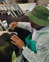 FMD Response SA warns slow vaccine rollout risks prolonging foot-and-mouth outbreak29