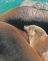 Rabies confirmed in Cape fur seals9