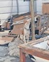 Rescue operation uncovers animal cruelty at shelter Cape Argus