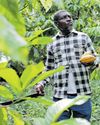 High cocoa prices lure 'cocoa boys' back to Nigerian farmlands Cape Argus