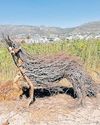 Otter sculpture to be unveiled at Lower Silvermine Wetland Cape Argus