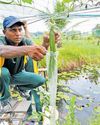 Pilot project helping to reclaim Sri Lankan farms Cape Argus