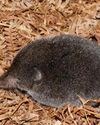 Long-tailed forest shrew spotted after 46 years Cape Argus