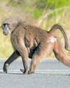 Concerned activists decry baboon removal plan Cape Argus