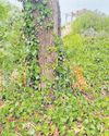 English ivy poses a serious threat to local environment Cape Argus