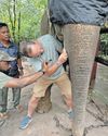 Groundbreaking tusk extraction by Pretoria veterinary team saves Cambodian elephant9