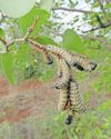 Mopane worm faces genetic diversity crisis in Southern Africa16