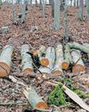 Chemical plants in Germany bet on biomass15
