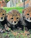 Cango Wildlife ushers in festive baby boom Cango Wildlife ushers in festive baby boom15